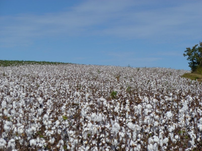 Baumwollfeld-Brasilien.jpg