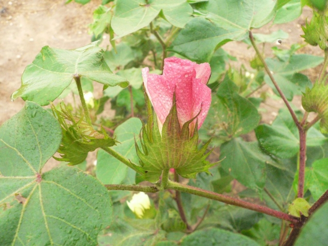 Photo: Bremer Baumwollbörse