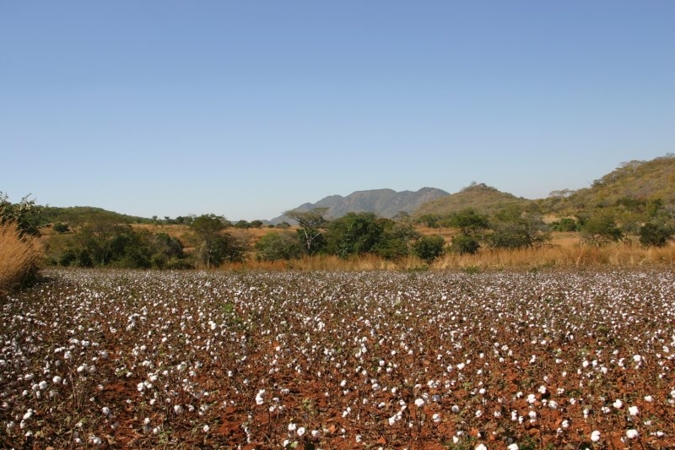 Baumwollfeld-.jpg