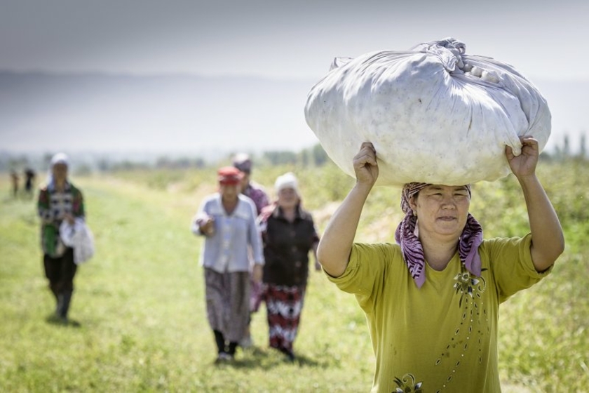 Baumwollernte-im-Biobaumwoll-Anbauprojekt-Kirgistan-Cotonea--Copyright-Cotonea---Klaus-Mellenthin.jpg