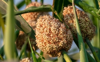 Hirse-Sorghum-Copyright-Kiran-stock-adobe-com.jpg