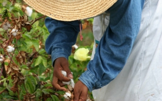 Baumwolle-Baumwollfarmer.jpg