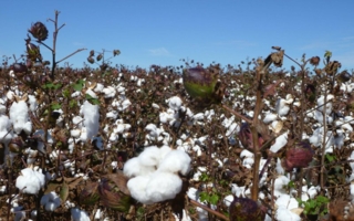 Baumwolle-Baumwollfeld.jpg