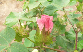 Baumwollblüte (Photo: Bremer Baumwollbörse) 