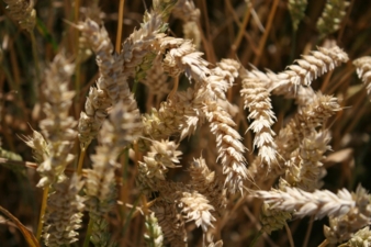Stärke wird in Deutschland vor allem aus Weizen, Mais und Kartoffeln gewonnen. (Photo: FNR/Pohlan)