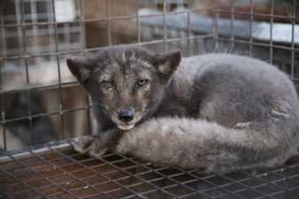 polnische-Pelzfarm-Fuchs.jpg